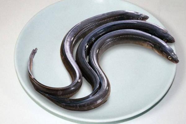 什么人不適合吃鰻魚 鰻魚有刺嗎