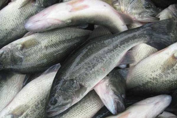 加州鱸魚養殖技術 加州鱸魚養殖周期有多長 加州鱸魚生長速度