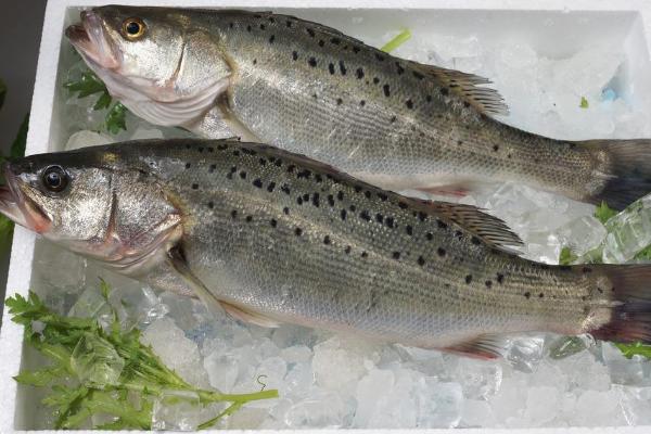 多寶魚和鱸魚哪個好 鱸魚好吃嗎