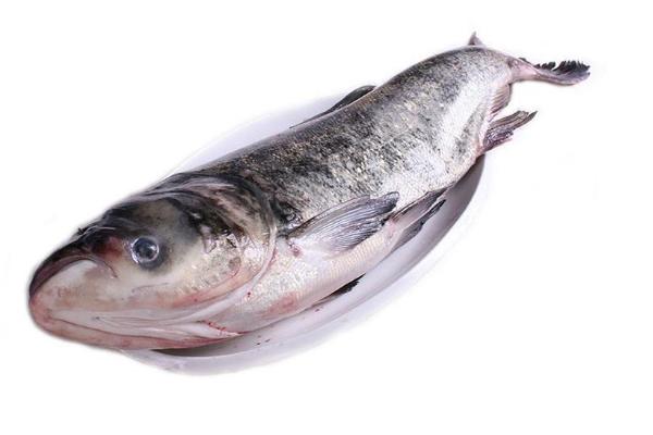 花鰱魚怎么養 花鰱魚養殖技術