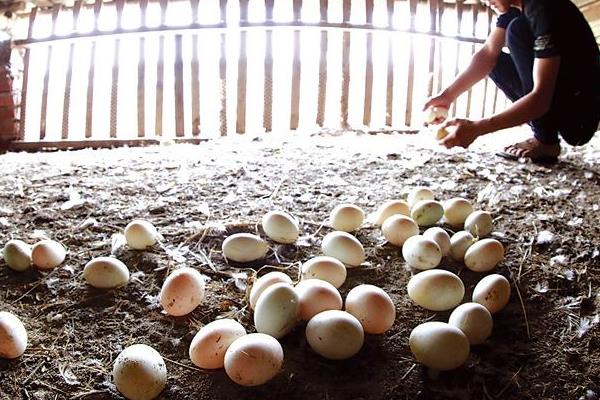 蛋鴨吃什么產(chǎn)蛋多 蛋鴨產(chǎn)蛋下降原因是什么