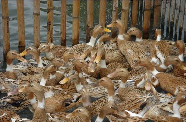 蛋鴨吃什么產(chǎn)蛋多 蛋鴨產(chǎn)蛋下降原因是什么