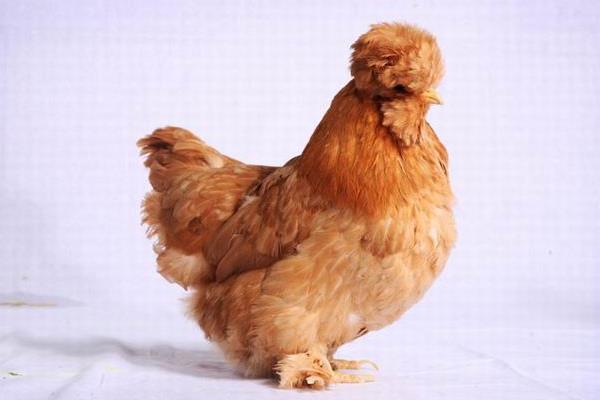 肉雞市場(chǎng)價(jià)格多少錢一斤 肉雞有哪些品種