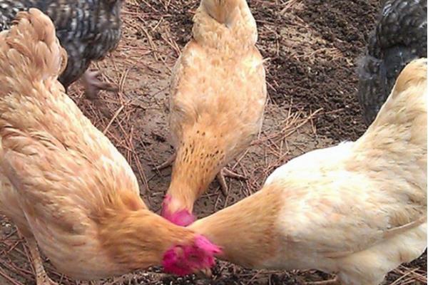 肉雞市場價格多少錢一斤 肉雞有哪些品種