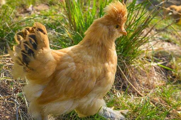 肉雞市場價格多少錢一斤 肉雞有哪些品種