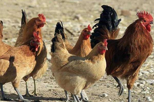 肉雞市場價格多少錢一斤 肉雞有哪些品種