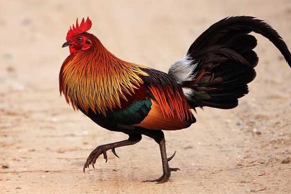 肉雞市場價格多少錢一斤 肉雞有哪些品種