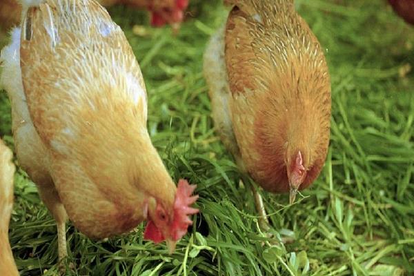 土雞和飼料雞的區(qū)別是什么土雞和飼料雞分別是怎么養(yǎng)殖