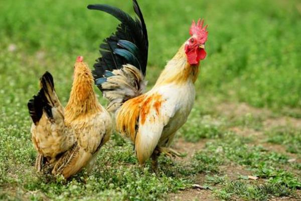 土雞和飼料雞的區(qū)別是什么土雞和飼料雞分別是怎么養(yǎng)殖