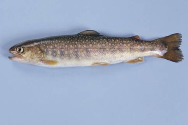 虹鱒魚怎么做好吃又簡單 虹鱒魚家常做法大全