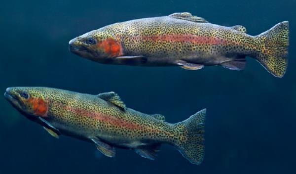 虹鱒魚養殖技術 虹鱒魚養殖條件