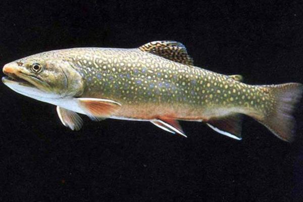 虹鱒魚養殖技術 虹鱒魚養殖條件