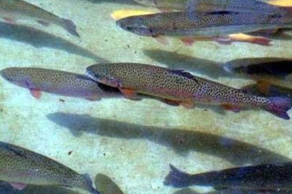 虹鱒魚養殖技術 虹鱒魚養殖條件