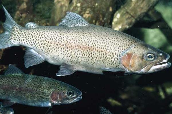 虹鱒魚養殖技術 虹鱒魚養殖條件