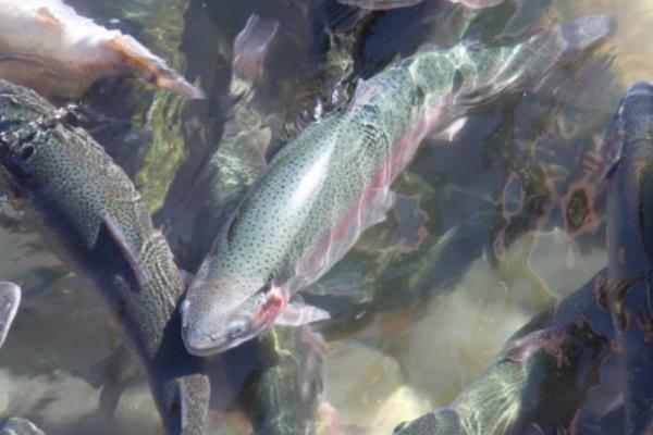 虹鱒魚養殖技術 虹鱒魚養殖條件