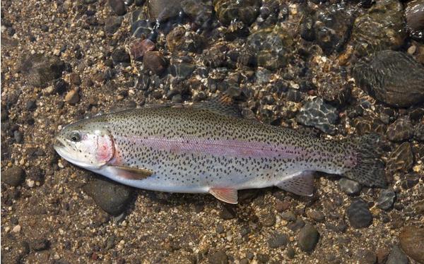 虹鱒魚養殖技術 虹鱒魚養殖條件