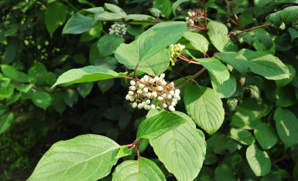 紅瑞木種子市場價格多少錢一斤 紅瑞木種子怎么種