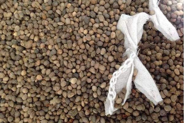 紅瑞木種子市場價格多少錢一斤 紅瑞木種子怎么種