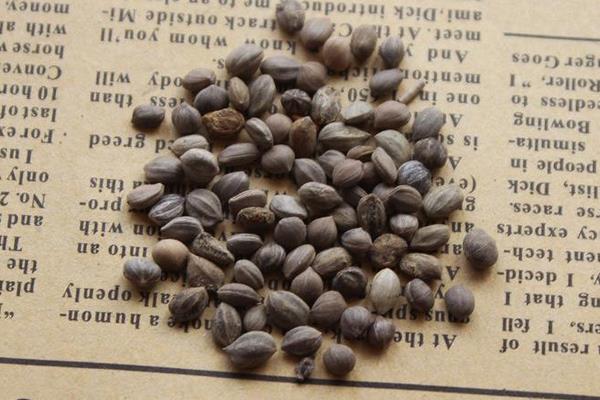 紅瑞木種子市場價格多少錢一斤 紅瑞木種子怎么種