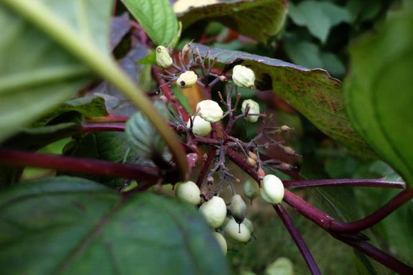 紅瑞木種子市場價格多少錢一斤 紅瑞木種子怎么種