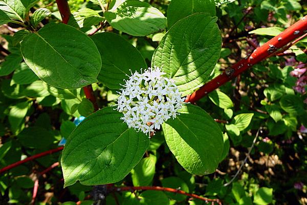 紅瑞木種子市場價格多少錢一斤 紅瑞木種子怎么種