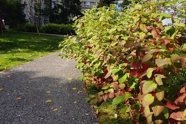 紅瑞木種子市場價格多少錢一斤 紅瑞木種子怎么種