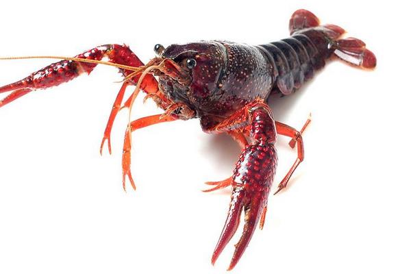 小龍蝦為什么這么火 小龍蝦是怎么流行起來的