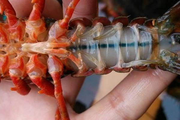 小龍蝦怎么做好吃又簡單 麻辣小龍蝦的做法大全