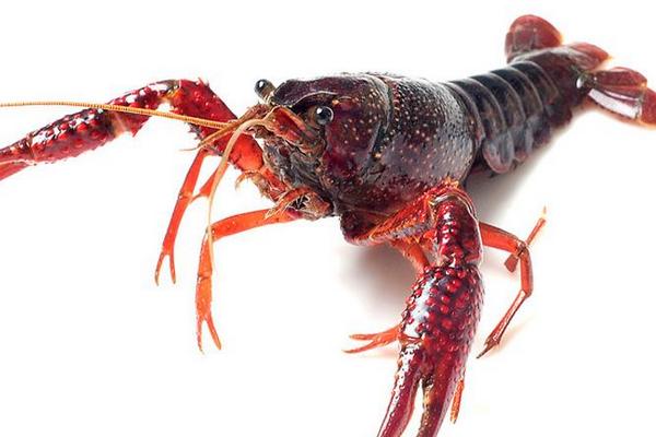 小龍蝦是怎么到中國的 大龍蝦和小龍蝦的區別是什么