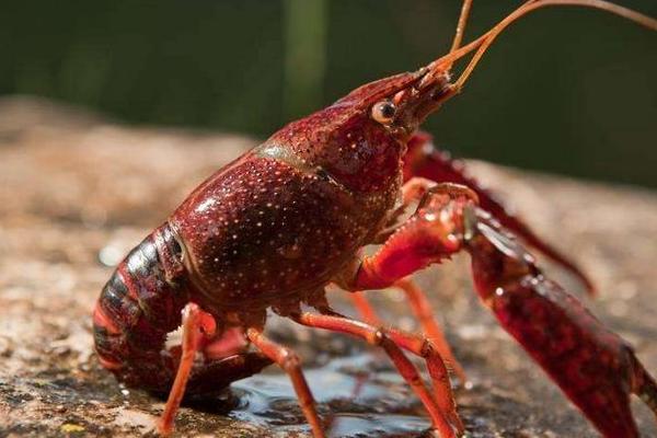 小龍蝦是怎么到中國的 大龍蝦和小龍蝦的區別是什么