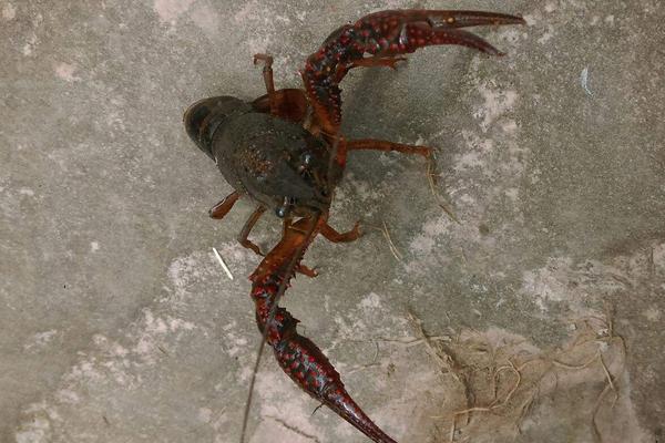 小龍蝦產地在哪里 什么地方的小龍蝦最正宗最有名