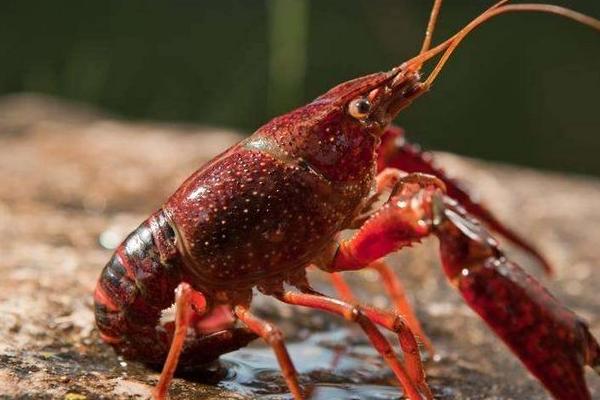 小龍蝦產地在哪里 什么地方的小龍蝦最正宗最有名