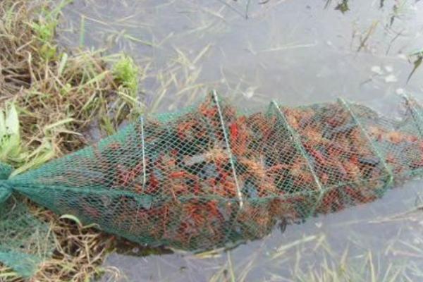 稻田小龍蝦養殖技術 小龍蝦養殖條件