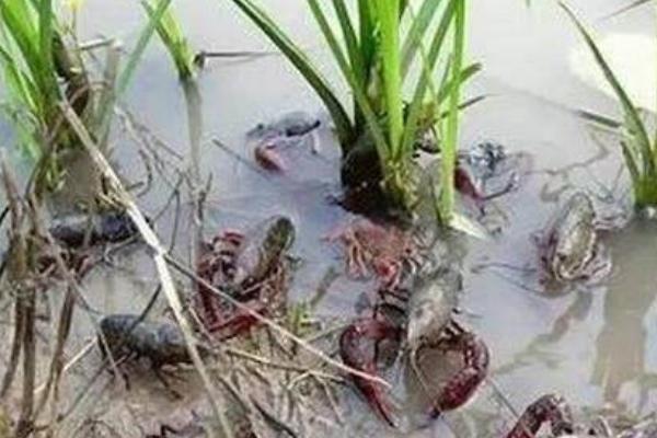 稻田小龍蝦養(yǎng)殖技術(shù) 小龍蝦養(yǎng)殖條件