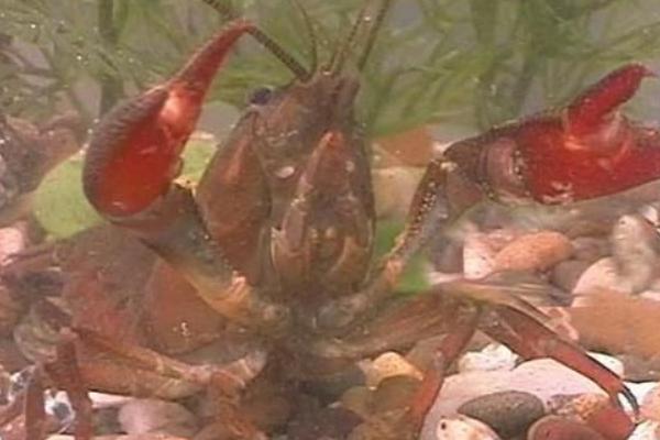 稻田小龍蝦養(yǎng)殖技術(shù) 小龍蝦養(yǎng)殖條件