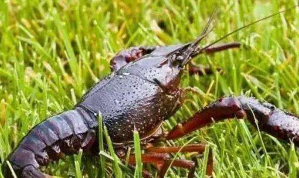 稻田小龍蝦養(yǎng)殖技術(shù) 小龍蝦養(yǎng)殖條件