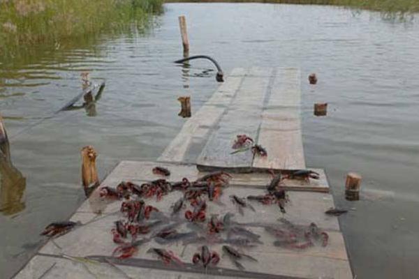 小龍蝦養殖的成本是多少 一畝地小龍蝦養殖利潤有多少