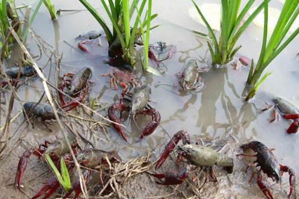 小龍蝦養(yǎng)殖的成本是多少 一畝地小龍蝦養(yǎng)殖利潤有多少