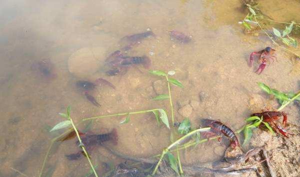 小龍蝦養(yǎng)殖的成本是多少 一畝地小龍蝦養(yǎng)殖利潤有多少