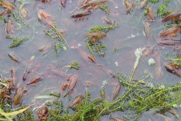 小龍蝦養(yǎng)殖的成本是多少 一畝地小龍蝦養(yǎng)殖利潤有多少