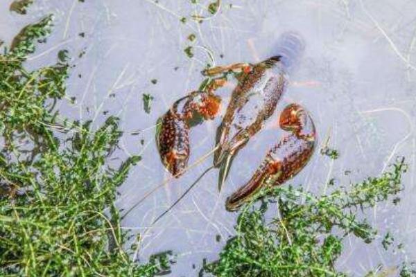 小龍蝦養(yǎng)殖的成本是多少 一畝地小龍蝦養(yǎng)殖利潤有多少