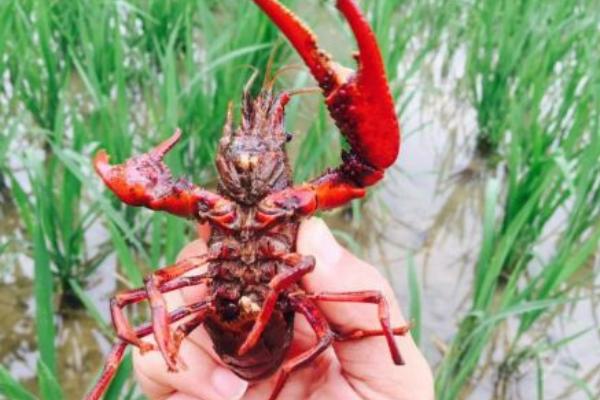 小龍蝦養(yǎng)殖的成本是多少 一畝地小龍蝦養(yǎng)殖利潤有多少