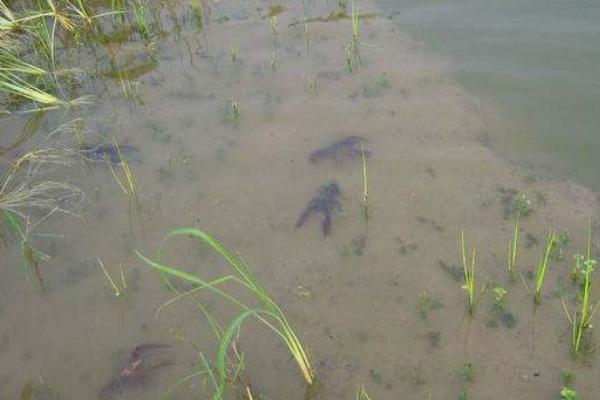 小龍蝦好養殖嗎 小龍蝦養殖前景分析