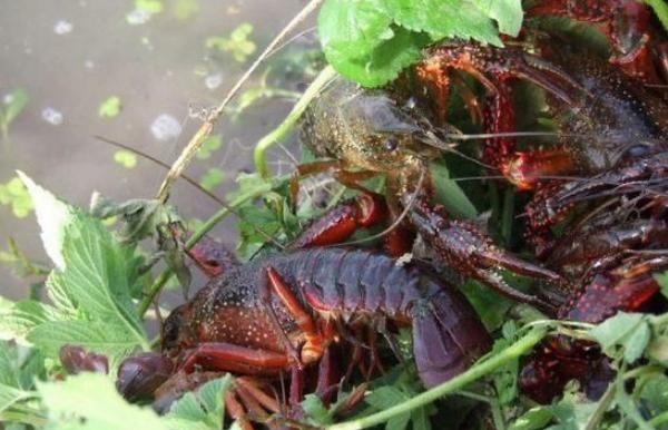 小龍蝦好養殖嗎 小龍蝦養殖前景分析