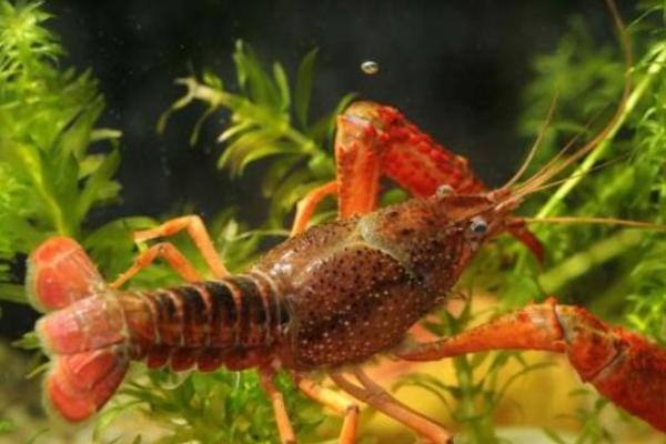 小龍蝦好養殖嗎 小龍蝦養殖前景分析