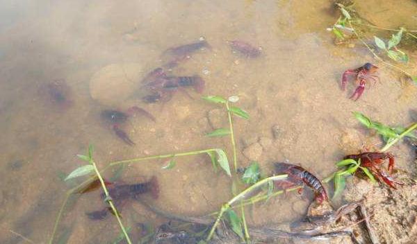小龍蝦好養殖嗎 小龍蝦養殖前景分析