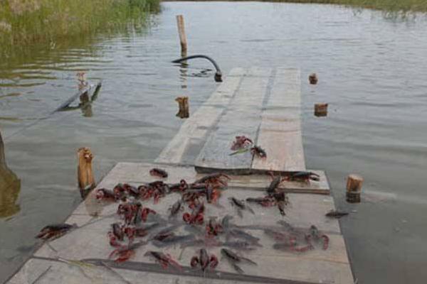 小龍蝦好養殖嗎 小龍蝦養殖前景分析