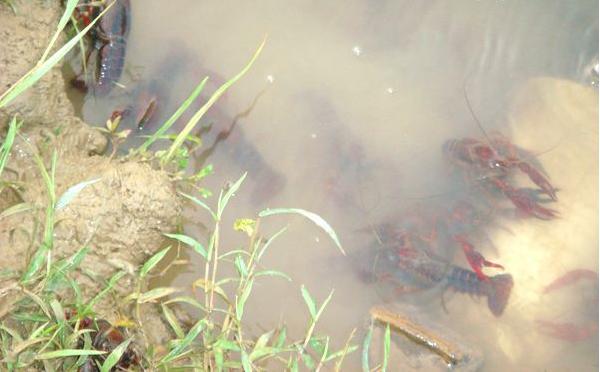 小龍蝦好養殖嗎 小龍蝦養殖前景分析