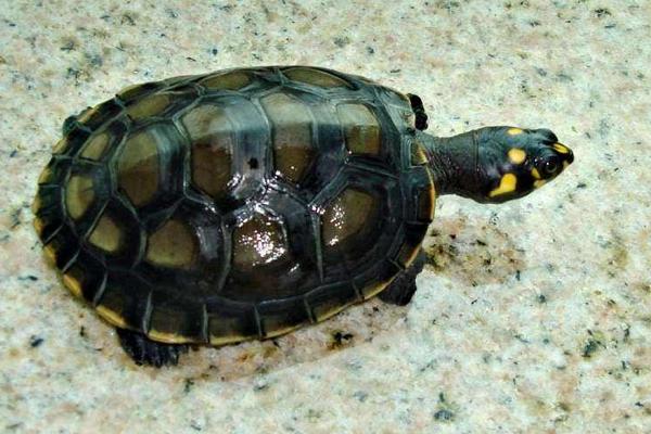 黃頭側(cè)頸龜水腫怎么辦 黃頭側(cè)頸龜怎么分公母