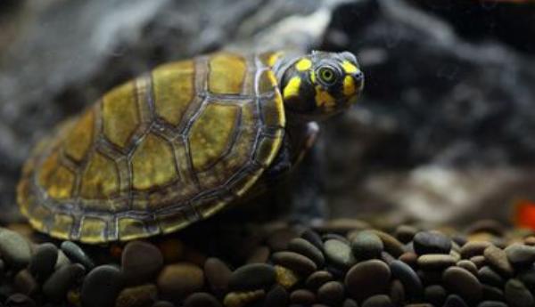 黃頭側(cè)頸龜水腫怎么辦 黃頭側(cè)頸龜怎么分公母